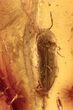 Detailed Fossil Click Beetle (Elateridae) in Baltic Amber #270627-3